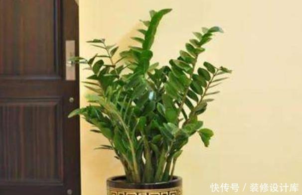  [很快]养花你敢乱养？客厅养这4种花，很快就发财，有钱人一看就懂！