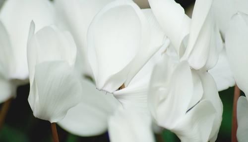 #日子#养花就养3种花，招财纳福好运来，日子越过越红火，有钱人家都养