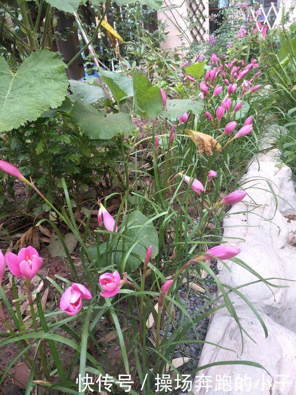「李小姐还」她将荒芜的后院,改造成最美花园,完工一年后,让人惊艳