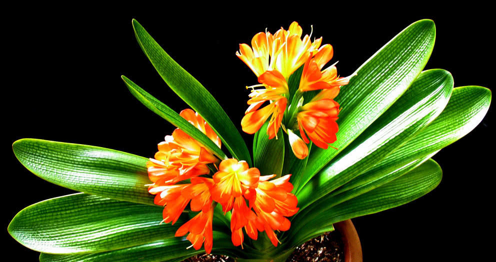  阳光@这3种植株不能“晒”，你把它放阳台上养，不黄叶才怪！