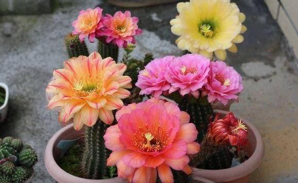  #仙人球的品种#仙人球养开花，花瓣寓意“幸运”，两个小要求，一下能开6朵花