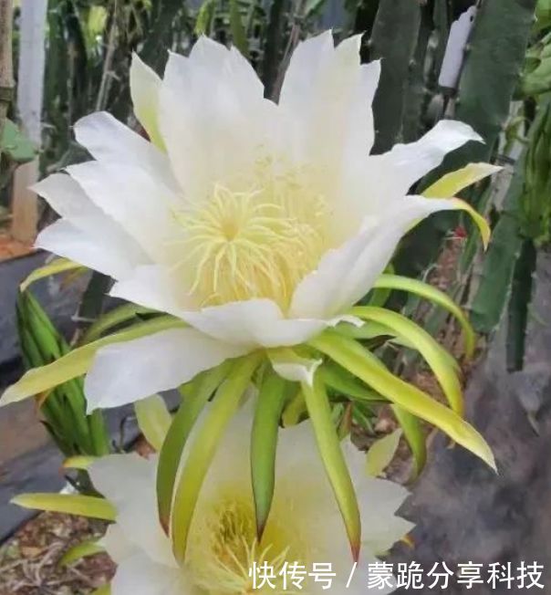 果子@“火龙果”盆栽不结果?是因为少了这一步,加一步果子挂满枝!