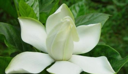  带有香味：“3种花卉”带香味，像是“天然香水”，夏天养1盆，蚊子不敢来