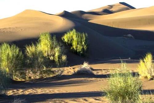 我国这个“最丢人”的沙漠：600多万亩黄沙变成绿洲，被种上土豆