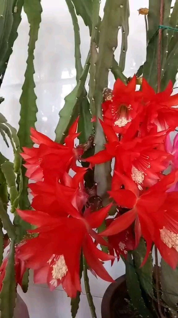  #充足#养令箭荷花，做好“这5点”，花大色艳，一次开花20朵