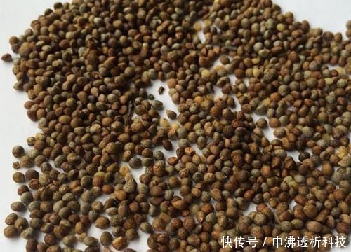 『花盆』想要植物长得好,一种花肥炒一炒,养花盆底垫一些,3年不用施肥