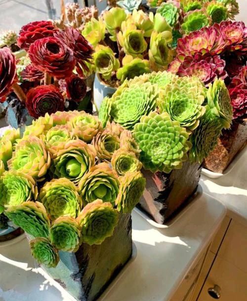  「向花盆四周」莲花掌，叶片呈莲座状排列，盆栽要如何管理