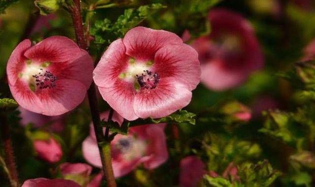  「开花」老花友都养3种花，养护简单不操心，花大色艳能爆盆，值得多养
