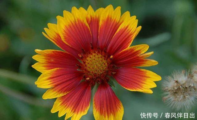  「变化」季节变化，养花也要变化，3种花夏天一定不能少，好养易活能爆盆