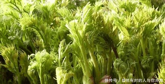 农村有种稀罕物, 被称为“树上人参”, 农民们却舍不得吃