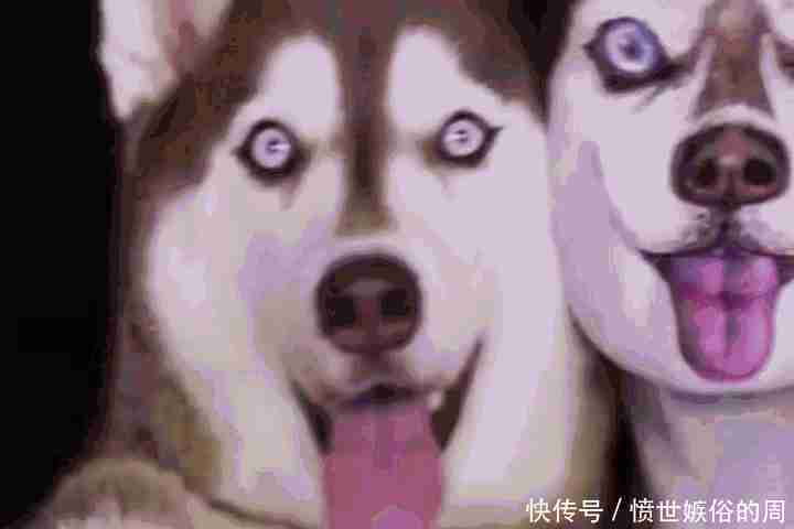 国外女子化妆成家中的二哈，没想到狗子看到后的表情亮了！