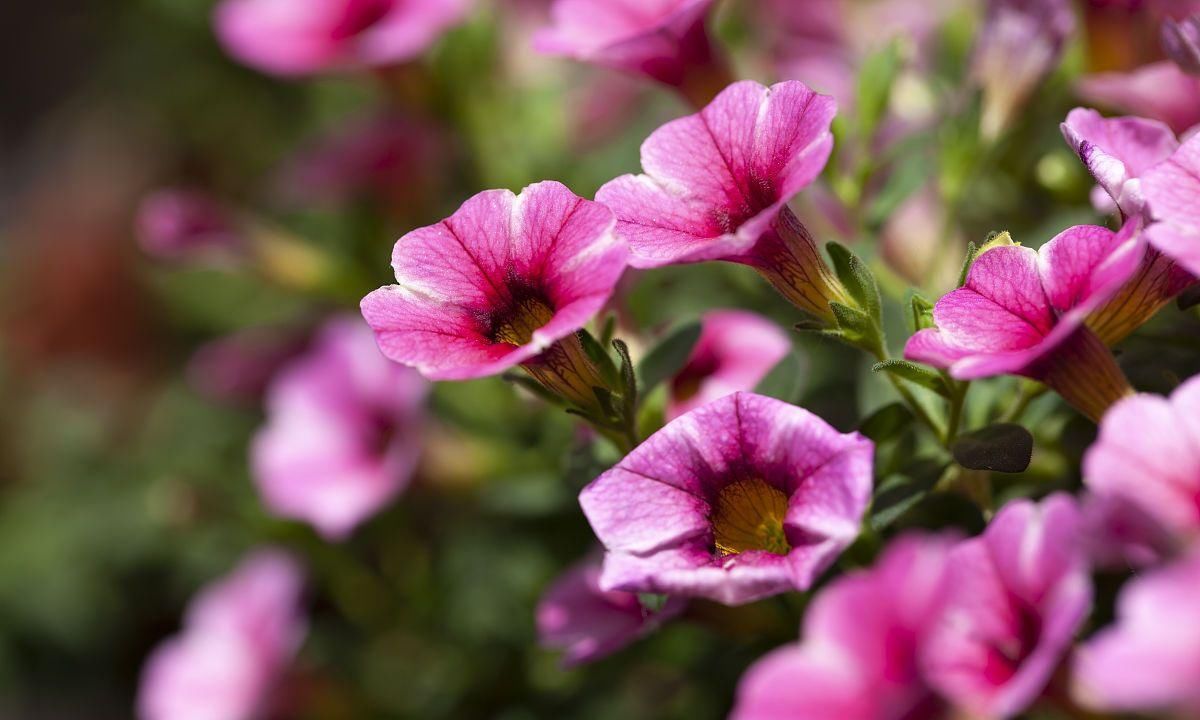  室内：养花 六种植物需注意