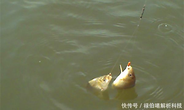 『子线』子线选择中的那些学问,科学选择子线,中鱼率飙升好几倍!
