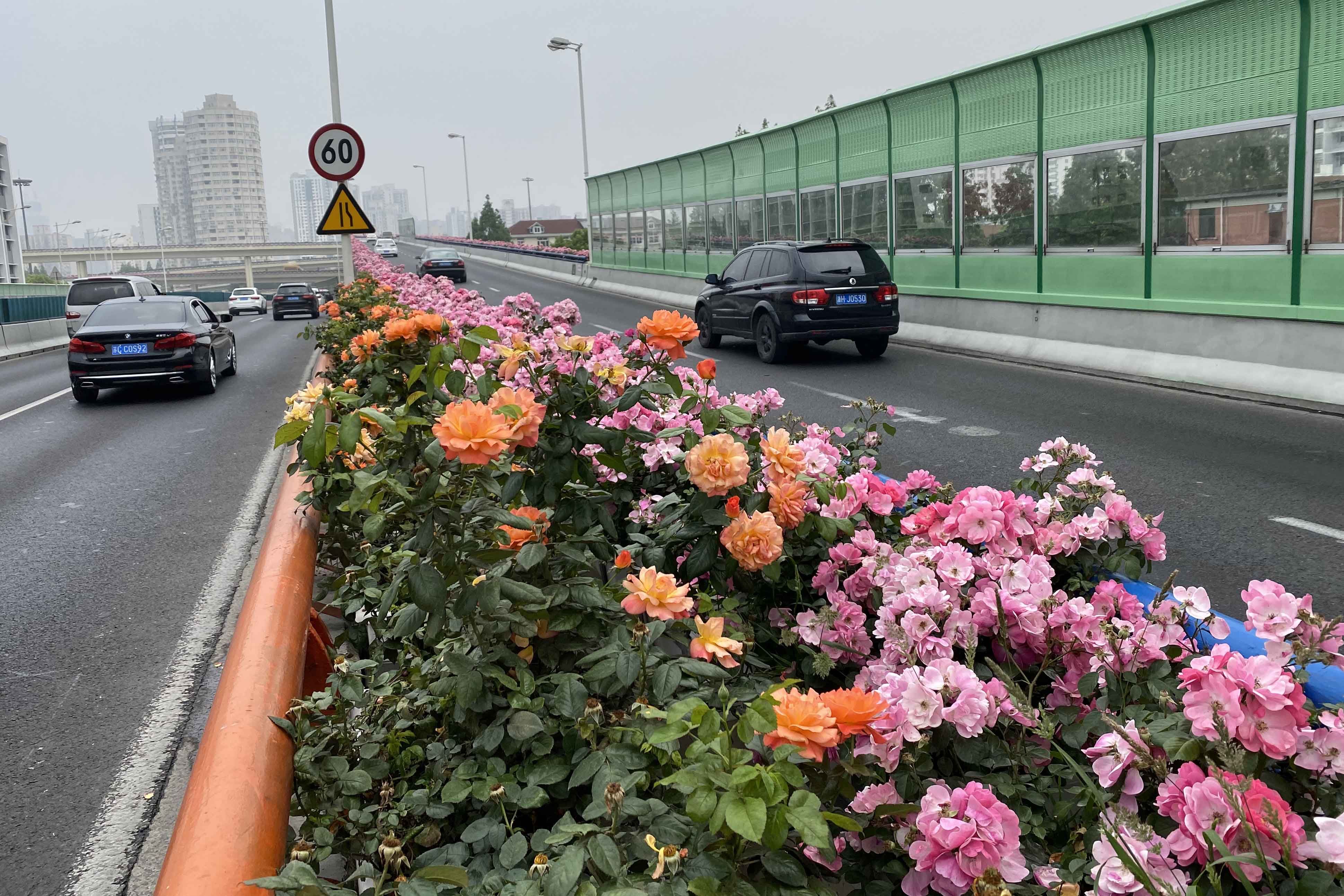  『月季』16万盆月季亮相上海高架，美翻了！