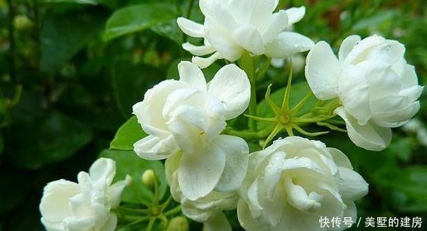  『家里』3种花很好养，开花漂亮色温馨，养家里花香怡人，温馨甜蜜庆有余
