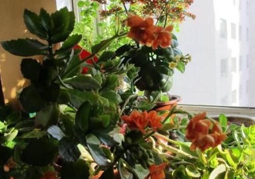  『就能够让』长寿花“开败”实在丑？咔擦“1剪刀”，1年后养成“风雅”老桩