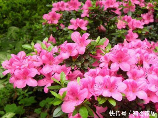 『经验』这4种花没经验的别瞎养,新手很难养活,很多“高手”都放弃了