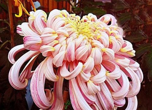  内轮花瓣@爱上菊花，就养菊中珍品，五彩缤纷多姿多福，似佳人起舞，美极了