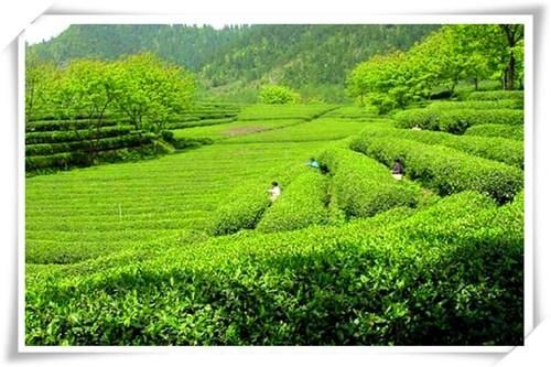  #创业#年轻人在农村创业，有哪些项目可以选择？这几个都比较好