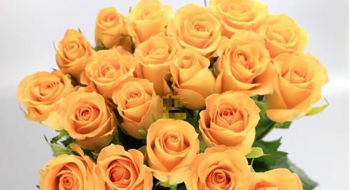  [金灿灿]喜欢玫瑰，不如首选“珍贵玫瑰”假日公主，花开金灿灿，活力十足