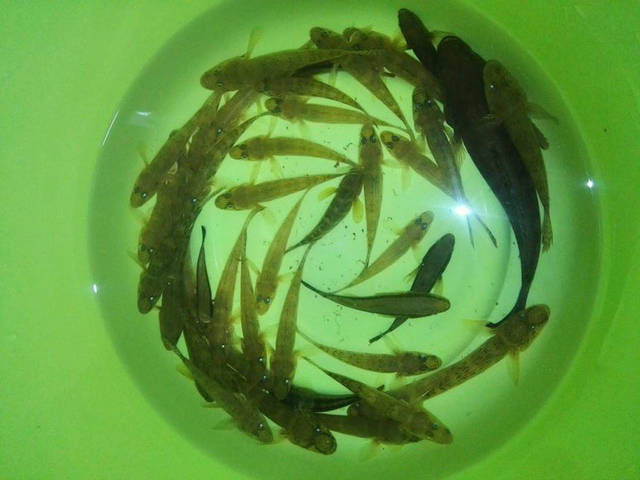  [钓上来]虽然不知道钓上来的都是什么鱼，但是看起来都很好吃的样子！