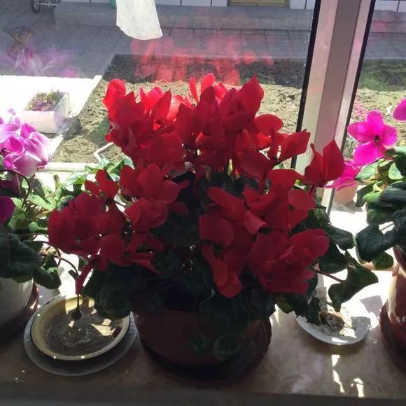 「长势」花友家的仙客来长势非常喜人,每年都开爆,真美!~