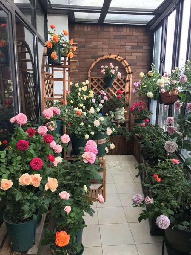  「球老师爱吃薄荷冰淇」封闭阳台养花，防盗窗有大用，1平米也能变花园！