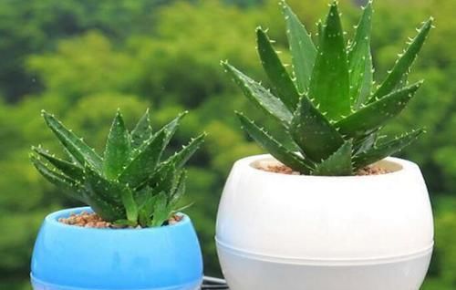  【实用】客厅养花首选这4种植物，空气好、病菌少，很实用