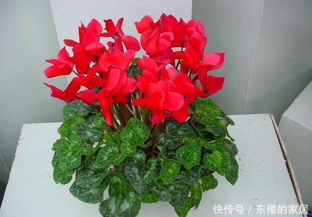 『烂叶烂心』养花不能乱喷水,这几种花乱喷水就死翘翘,切记不能烂叶烂心
