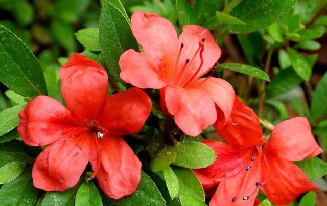  爆满|盆栽杜鹃花，做好这3点，来年开花爆满盆！