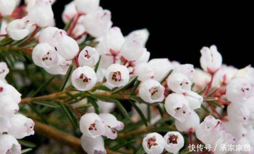  虎皮兰：盆栽4种“健康花”，空气新鲜、细菌少，养生人士首选，适应性强