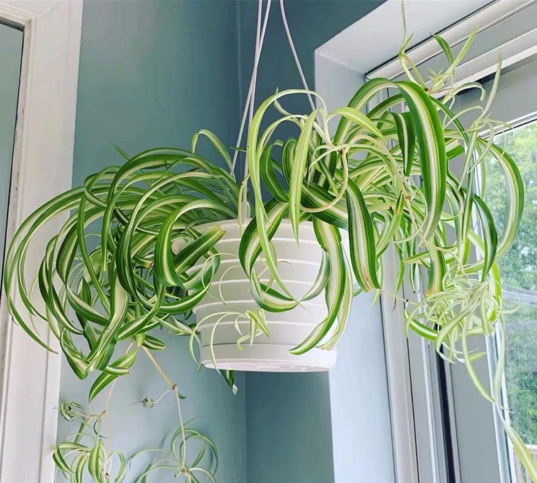 浓香花卉|室内养花,这四类花最好不要养,小心危害健康和安全!