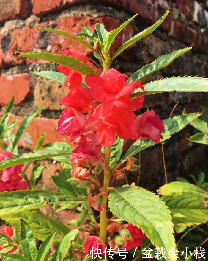 #指甲花#喜欢在家中养护花卉,就选择开花艳丽,花期长,优雅妖娆的花卉