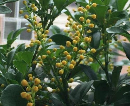  长达■养花就养这几款，全年开花不停，花期长达200天，阳台养出小花园