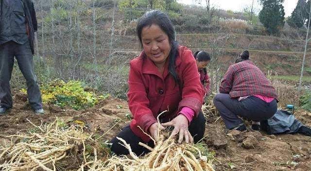  积压@全村没种粮食就种他，一亩挣5000，现在田里造小山，不怕积