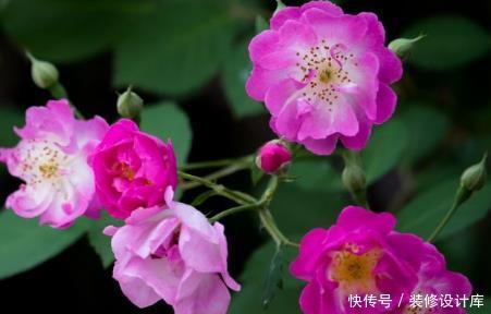  【艳丽】新手养花，不如养盆花中精品“水晶紫”，小巧艳丽，花团锦簇