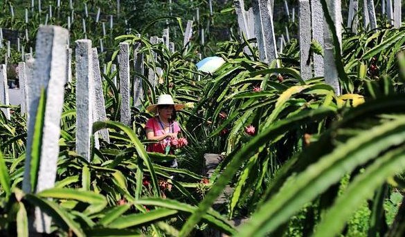  【扦插】少吃两顿肉，也要种植此果树，见光即长，好养易活，果肉香甜