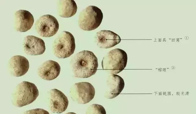  玉米@玉米地里，比玉米贵100倍的杂草，你认识吗？