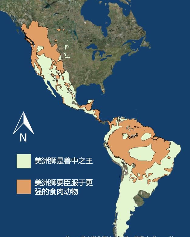 #美洲狮#美洲狮是兽中之王, 还是臣服于熊 狼 美洲虎等更强的食肉动物?