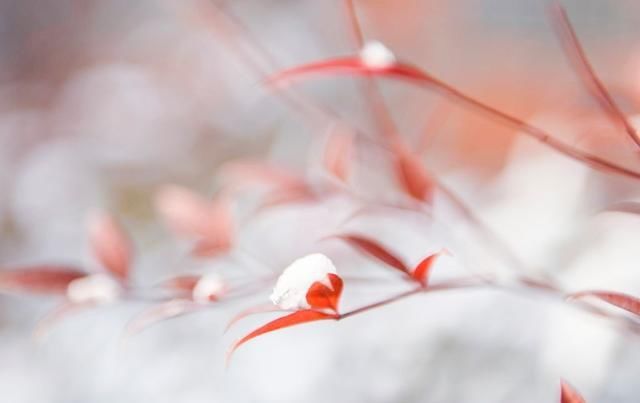 雪花飞扬，情意绵长！