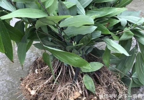  「采挖」农村小路边，1种“老虎姜”根茎肥大，别乱采挖，太珍贵，也少见