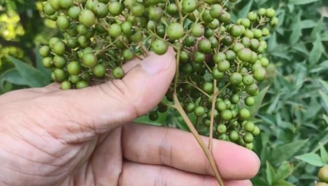  【花椒】一大串果实长得像花椒，叶片尖尖却像竹叶，老农都说它
