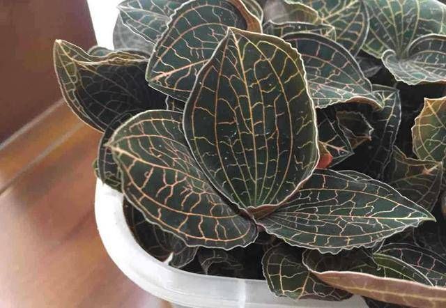  【长出】乡下有一种野草，名叫金线莲，叶有花纹颜值高，价值不低是高价