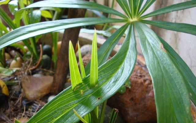  『营养』合适家庭养花种植物的6种常见土,还在用营养土?