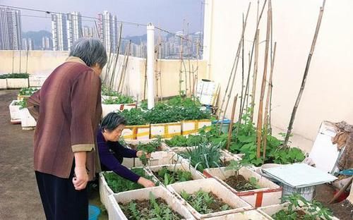 「能供」阳台种菜，用泡沫箱就行，都能供一家人吃了