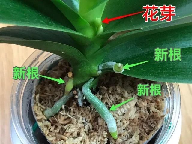  「烂根」天热了，8种花不能乱浇水，小心浇完就死