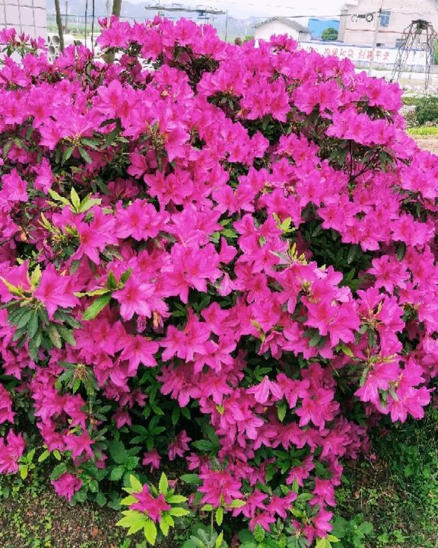  [技巧]养花技巧：这6种花千万别喷水，一喷水就烂叶，3天死翘翘！