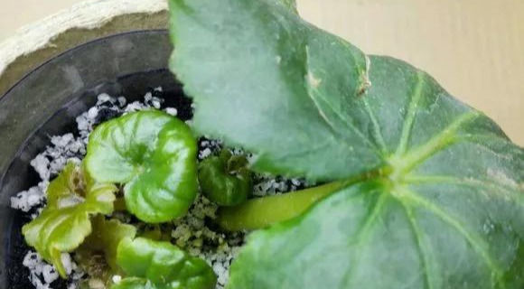  家里■这6种花,碰掉的叶片都能长出一盆,实在太好养,家里必须放一盆
