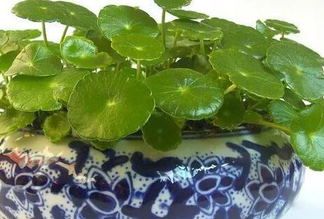  「铜钱草」这三种花最喜欢水了，遇水即活，养起来真是好看又好活