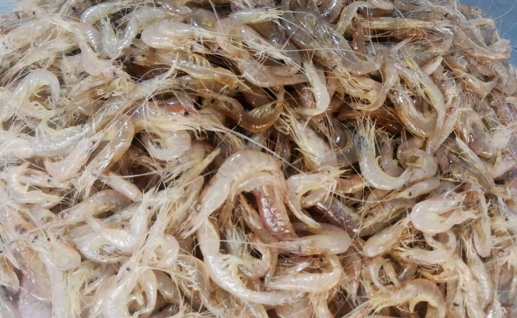 梭子蟹、皮皮虾引领菜市场海鲜新潮 新鲜海鲜替代冰冻成主流